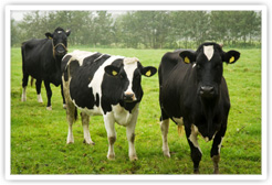 Dairy Cows Grazing on Wild Grasses in The Netherlands Dairy Cows Grazing on Wild Grasses in The Netherlands
